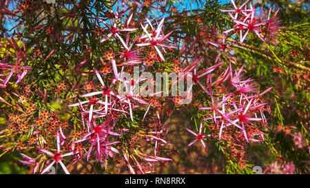 Close up della bella rosa fiori su una Turchia bush, Calytrix exstipulata Foto Stock