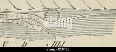 . Anatomischer Anzeiger. Anatomia, comparativo, Anatomia, comparativo. 502 Der Darrakanal selbst, der unterhalb der beiden Ureteren dahin- zieht, besteht zu dieser Zeit aus einem Flimmercylinderepithel, das außen von einer sehr dünnen umkleidet Membran ist. Das Lumen des Darmkanales erscheint auf Querschnitten durch solche Stadien als ein enger Spalt, der sich gerade unterhalb der :&GT;-av-.vvf^VA&lt;f^^f/r^^. Fig. 1. Mittlerer Körperteil eines aus- geschlüpften embrioni von Crenilabrus pavo in der Profilansicht (219 Stunden nach der Befruchtung). Ch Chorda. D Darm. Hbl Harnblase. U uretere. //// Foto Stock