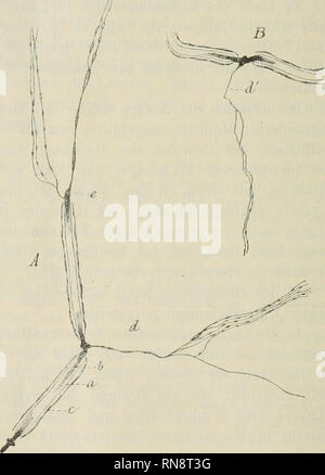 . Anatomischer Anzeiger. Anatomia, comparativo, Anatomia, comparativo. 484 (Fig. I b) und aus einer besonderen, auf der Peripherie desselben ver- breiteten, wie Feist meint, iuterfibrillären Substanz (periphere Achsen- cylindersubstanz) (Fig. Ho una). Der Centralfaden färbt sich durch Me- thylenblau intensiv blau (in Präparate, die mit pikrinsaurem Ammoniak fixiert worden - dunkel violett), die denselben aber auf der peri- pherie umgebende Substanz färbt sich schwach bläulich (in fixirten Präparaten - rosa-violett). Un den RANViER'schen Schnürstellen fehlt der peripherische Teil des Achsencylinders Foto Stock