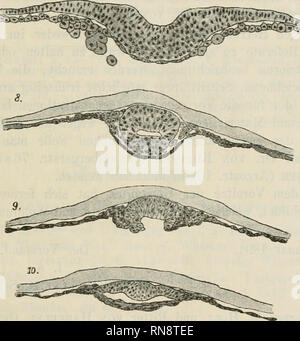 . Anatomischer Anzeiger. Anatomia, comparativo, Anatomia, comparativo. 61 Höhle, indem die untere Wand des Urdarmes nach bei den Seiten wie auseinandergezogen wird (Fig. 9, 10). Dabei bleibt oft noch hier und da zeitweilig eine kleine Gewebsbrücke bestehen (Fig. 4, 5, 10; morire in Fig. 10 abgebildete untere Wand der Urdarrahöhle ist nur auf drei Schnitten vorhanden, vorn und hinten ist der Urdarm noch unten oflfen), wodurch Bilder entstehen, die lebhaft an die Eröffnung des Chordakanals im erinnern Säugetierei (siehe Keibel 1, c. u. A.). Auch die Seitenränder verbinden sich nun innig mit dem primä Foto Stock