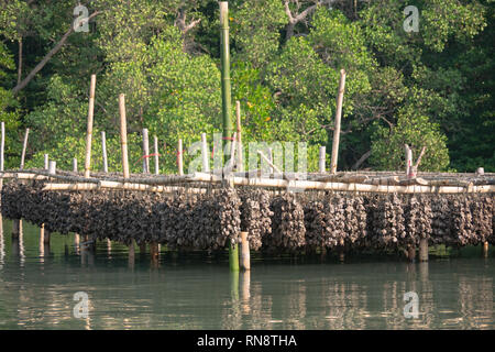 Ostriche con legata la corda e bambù in acqua e foresta di mangrovie Foto Stock