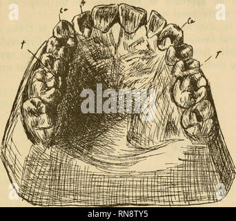 . Anatomischer Anzeiger. Anatomia, comparativo, Anatomia, comparativo. 15. Fig. m. Si prega di notare che queste immagini vengono estratte dalla pagina sottoposta a scansione di immagini che possono essere state migliorate digitalmente per la leggibilità - Colorazione e aspetto di queste illustrazioni potrebbero non perfettamente assomigliano al lavoro originale. Anatomische Gesellschaft. Jena : G. Fischer Foto Stock