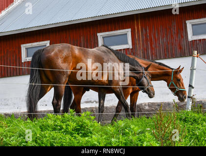 Due cavalli purosangue mangiare insieme nella parte anteriore di un rosso Fienile Rustico Sorpoo in Finlandia. Foto Stock