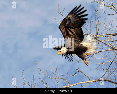 Aquila calva (Haliaeetus leucocephalus) adulto di decollare da un albero, Iowa, USA. Foto Stock