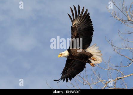 Aquila calva (Haliaeetus leucocephalus) adulto di decollare da un albero, Iowa, USA. Foto Stock