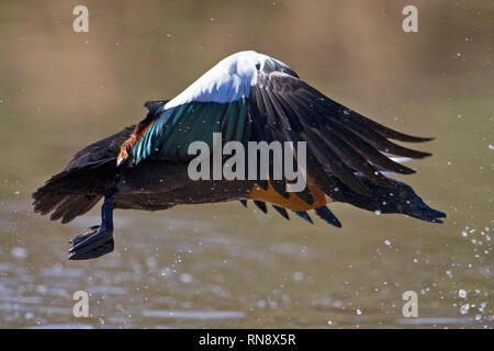 Australian maschio shelduck tadorna tadornoides in volo ali stese Valle di Avon western australia australia Foto Stock