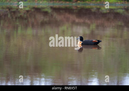 Australian maschio shelduck tadorna tadornoides su flottante con la riflessione Valle di Avon western australia australia Foto Stock