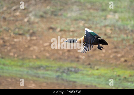 Australian maschio shelduck tadorna tadornoides in volo ali stese Valle di Avon western australia australia Foto Stock