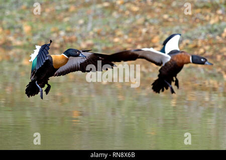 Maschio e femmina di australian shelduck tadorna tadornoides in volo proveniente in terra acqua sulla Valle di Avon western australia australia Foto Stock