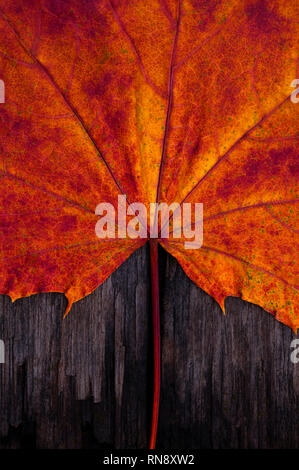 Il tardo autunno con decadendo maple leaf close-up sulla scheda macchiata. Foto Stock