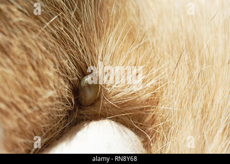 Cane tema parassita. Cane malattia pass buttare tick Foto Stock