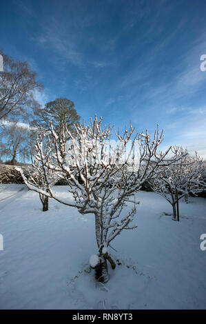 La caduta di neve, Bunclody, Wexford, Irlanda, Eire, Europa Foto Stock