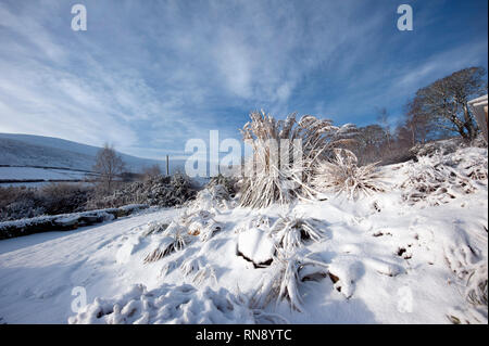 La caduta di neve, Bunclody, Wexford, Irlanda, Eire, Europa Foto Stock