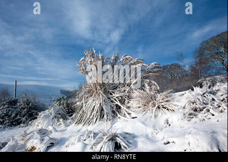 La caduta di neve, Bunclody, Wexford, Irlanda, Eire, Europa Foto Stock