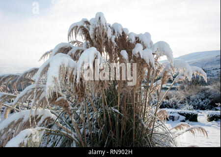 La caduta di neve, Bunclody, Wexford, Irlanda, Eire, Europa Foto Stock
