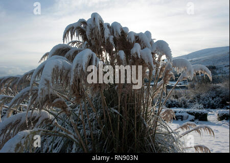 La caduta di neve, Bunclody, Wexford, Irlanda, Eire, Europa Foto Stock
