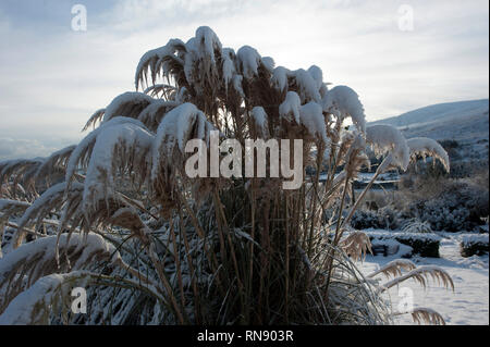 La caduta di neve, Bunclody, Wexford, Irlanda, Eire, Europa Foto Stock