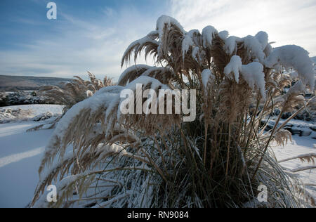 La caduta di neve, Bunclody, Wexford, Irlanda, Eire, Europa Foto Stock