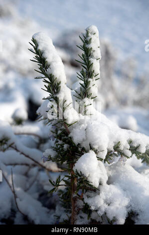 La caduta di neve, Bunclody, Wexford, Irlanda, Eire, Europa Foto Stock