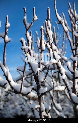 La caduta di neve, Bunclody, Wexford, Irlanda, Eire, Europa Foto Stock