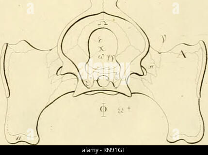 . Anatome testudinis Europaeae. Le Tartarughe Marine -- anatomia. ^. Si prega di notare che queste immagini vengono estratte dalla pagina sottoposta a scansione di immagini che possono essere state migliorate digitalmente per la leggibilità - Colorazione e aspetto di queste illustrazioni potrebbero non perfettamente assomigliano al lavoro originale. Bojanus, Ludwig Heinrich, 1776-1827. Vilnae : Impensis auctoris, typis Josephi Zawadzki Foto Stock