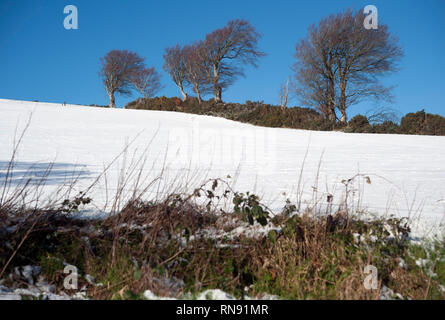 La caduta di neve, Bunclody, Wexford, Irlanda, Eire, Europa Foto Stock