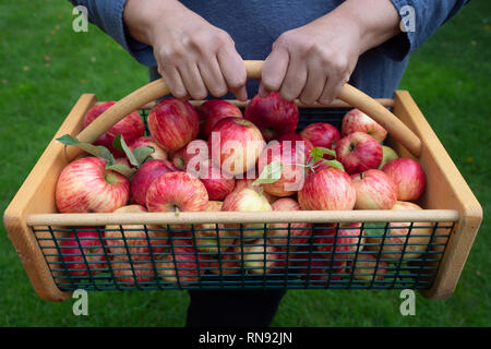 In prossimità di una donna di mani wod e cesto in filo pieno di appena raccolto di rosso e di giallo le mele. Foto Stock