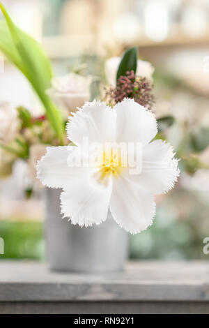 Aperto bud di insolita tulipano bianco. Fiore con frange sul fogliame naturale sfondo verde primavera umore Foto Stock