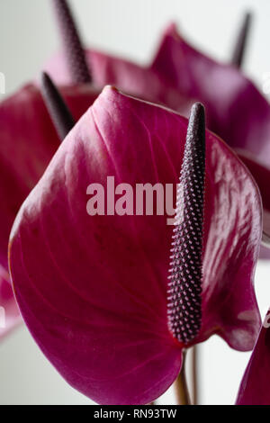 Viola scuro anthurium contro uno sfondo bianco. Pianta tropicale in uno stile minimalista. Negozio di fiori concetto. Carta da parati floreale. La consistenza del fiore Foto Stock