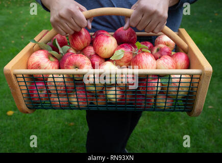 Donna che mantiene un legno e cesto in filo pieno di appena raccolto di rosso e di giallo le mele. Erba verde è in background. Foto Stock