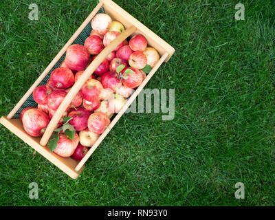 Legno e cesto in filo con maturi appena raccolto mele seduto su una lussureggiante verde erba. Fotografato da sopra con cestello in corrispondenza di un angolo. Foto Stock