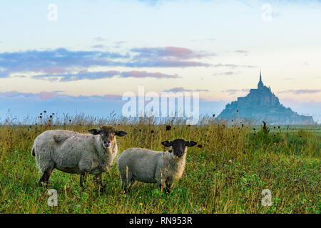 Bellissima vista di Mont Saint Michel abbey sull'isola con le pecore sul campo, Normandia, Francia del nord Europa Foto Stock