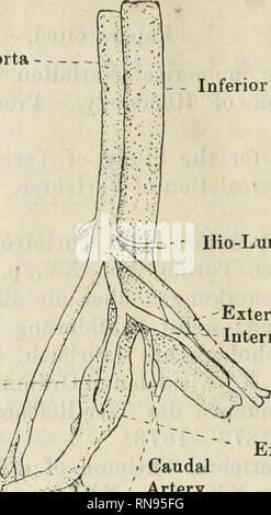 . Anatomischer Anzeiger. Anatomia, comparativo, Anatomia, comparativo. 718 Aorta arteria iliaca esterna arteria iliaca interna Profunda femorale '-. La vena cava inferiore Ilio-Lumbar arteria caudale ' arteria iliaca interna vene iliache esterne iliaca interna esterna vene iliache torna all'origine dei vasi in embrione, dove una interferenza tra le cellule formative dell'arteria e quelli della vena è risultata in una penetrazione di uno dagli altri e la formazione di ab- normalità. La pratica sembra essere stata in alcun modo compromessa per la massa di amido usato per iniezione penetrato eas Foto Stock