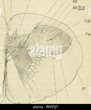 . Anatomischer Anzeiger. Anatomia, comparativo, Anatomia, comparativo. 240 LSP Nc Sip Ae Pyh Ngr Ak Cc Dp. Fma Py Sla^ Cla Sla" XI Kig. 1. Sclinitt aus der micollo allungato des Schafes. Ae Angulus externus iles Hinterhorns. Ak Accessoriuskern. Cla, CIp vordere bezw. hintere 1. Cervicalwurzel. Oc Centralkaual. Dp Decussatio pyramidum. Fma Fissura anteriore mediana. Nucleo Nc cuneatus (= Processus cuneatus = Angulus internus). Ngr nucleo gracilis. Ngr^ me- dianer Teil des Nucl. gracía, Pyh Pyramidenbahn. Fy Pyramide. Rh Radiärbiindel der Suljst. Itolandi {SR). Sulc Sip. intermed. post. Setto smp Foto Stock