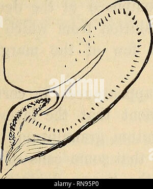 . Anatomischer Anzeiger. Anatomia di confronto. Fig. 4.. Si prega di notare che queste immagini vengono estratte dalla pagina sottoposta a scansione di immagini che possono essere state migliorate digitalmente per la leggibilità - Colorazione e aspetto di queste illustrazioni potrebbero non perfettamente assomigliano al lavoro originale. Anatomische Gesellschaft. Jena : G. Fischer Foto Stock