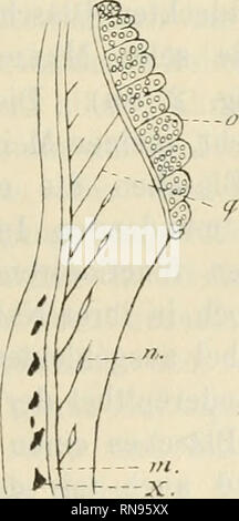 . Anatomischer Anzeiger. Anatomia, comparativo, Anatomia, comparativo. Fig. 2.. 26^. Si prega di notare che queste immagini vengono estratte dalla pagina sottoposta a scansione di immagini che possono essere state migliorate digitalmente per la leggibilità - Colorazione e aspetto di queste illustrazioni potrebbero non perfettamente assomigliano al lavoro originale. Anatomische Gesellschaft. Jena : G. Fischer Foto Stock