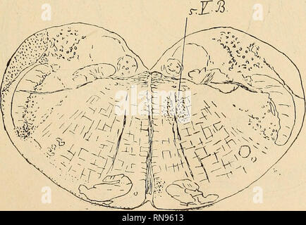 . Anatomischer Anzeiger. Anatomia di confronto. Fig. 9.. Si prega di notare che queste immagini vengono estratte dalla pagina sottoposta a scansione di immagini che possono essere state migliorate digitalmente per la leggibilità - Colorazione e aspetto di queste illustrazioni potrebbero non perfettamente assomigliano al lavoro originale. Anatomische Gesellschaft. Jena : G. Fischer Foto Stock