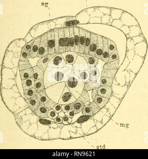 . Anatomischer Anzeiger. Anatomia, comparativo, Anatomia, comparativo. 509 faccia. Tra il ectoderm e test vi è spesso una pellicola sottile del protoplasma contenente un paio di nuclei sparsi. La dorsale cellule ectoderm ingrandire e formare il guscio-premistoppa e, poco dopo, un ectodermiche invagination, nella regione del blastopore, forma il stomodoeum. Il stomodamm viene a trovarsi sul lato ventrale dell'embrione appena all'interno della prova. È per questo tubo che ho pre- cedenza1) ha dato il nome di tubo ventrale, ma, come ho poiché si è riscontrato che in Yoldia, è ectodermiche in origine, non vi è alcun motivo di Foto Stock