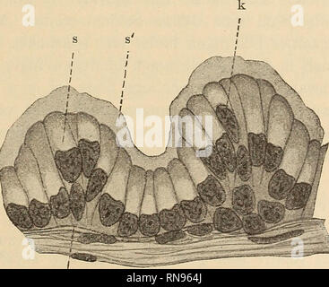 . Anatomischer Anzeiger. Anatomia di confronto. 509 Nebenhoden. - Wie schon cellula di Leydig (1. c. p. 8) betont, fällt bei Vesperugo der Schwanz des Nebenhodens durch seine enorme Aus- bildung auf. Er sah ihn im Januar größer als den Hoden, darin außer einer "feinkörnigen Masse" wenige spermatozoo und "elliptische Körperchen". Robin (1. c. p. 132) erkennt (bei Rhinolophus hipposideros) die histologische Differenz zwischen Kopf und Schwanz des Nebenhodens. Dort findet er hohe, prismatische, flimmerntragende Epithelzellen, hier ein flaches, unbewimpertes Epithel. Den Schwanz findet er "constamm Foto Stock