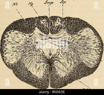 . Anatomischer Anzeiger. Anatomia di confronto. -^y fig. 2. Frontalschnitt aus dem Beginn der Med. oblungo, von Pteropus^ursinus. Ddpy Decussatio pyramidum dist.. Nucleo Nc cuneatus. Nucleo Ng gracilis.^ solco Sip intermedius posteriore. Smp solco medianus posteriore. 29*. Si prega di notare che queste immagini vengono estratte dalla pagina sottoposta a scansione di immagini che possono essere state migliorate digitalmente per la leggibilità - Colorazione e aspetto di queste illustrazioni potrebbero non perfettamente assomigliano al lavoro originale. Anatomische Gesellschaft. Jena : G. Fischer Foto Stock