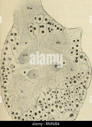 . Anatomischer Anzeiger. Anatomia, comparativo, Anatomia, comparativo. Fig. 15.. Fig. 18.. Si prega di notare che queste immagini vengono estratte dalla pagina sottoposta a scansione di immagini che possono essere state migliorate digitalmente per la leggibilità - Colorazione e aspetto di queste illustrazioni potrebbero non perfettamente assomigliano al lavoro originale. Anatomische Gesellschaft. Jena : G. Fischer Foto Stock