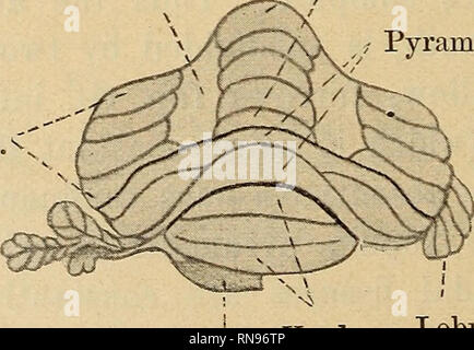 . Anatomischer Anzeiger. Anatomia di confronto. 378 valutato dall'flocculus da un preciso fissura floccularis e forma un grande ampiamente sporgente pugno-massa sagomata costituito da quattro o cinque plump folia a. In un gran numero di piccoli mammiferi compresa la maggior parte delle altre Marsupialia, tutti i Chirotteri, il Dasypodidae, la maggior parte dei Kodentia e il più piccolo dei primati (Tarsius, Microcebus) una ulteriore serie di cambiamenti simili si verificano in medius lobus. Le parti laterali (o "alae", come io li chiamano) diventano contrassegnati dalla parte mediale (vermis) dalla comparsa di forma triangolare sono Foto Stock