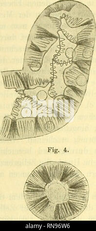 . Anatomischer Anzeiger. Anatomia, comparativo, Anatomia, comparativo. 649 schnitte mit stark wellenförmigen Grenzlinien. - Meerschweinchen. - Vergrößerung Reichert '/^j homog. Immersione und compensi-oculare n. 4. //. Skizze zur Verauschaulichuug der Schnittrichtung des sub / erhaltenen Bildes. a-b Schnittebene. Fig. 2. Fig. 3.. Si prega di notare che queste immagini vengono estratte dalla pagina sottoposta a scansione di immagini che possono essere state migliorate digitalmente per la leggibilità - Colorazione e aspetto di queste illustrazioni potrebbero non perfettamente assomigliano al lavoro originale. Anatomische Gesellschaft. Jena : G. Fischer Foto Stock