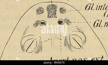 . Anatomischer Anzeiger. Anatomia di confronto. 26 Fig. 1. GUntermaxillaris (P.med.) ülMermaxillaris (Fiat.) Gl. nasaiis sup.. Aper Inas. ext. Fig. 2. Jnfer/naxillaire. Si prega di notare che queste immagini vengono estratte dalla pagina sottoposta a scansione di immagini che possono essere state migliorate digitalmente per la leggibilità - Colorazione e aspetto di queste illustrazioni potrebbero non perfettamente assomigliano al lavoro originale. Anatomische Gesellschaft. Jena : G. Fischer Foto Stock