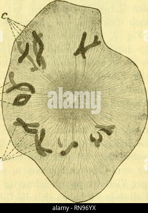 . Anatomischer Anzeiger. Anatomia, comparativo, Anatomia, comparativo. 640 faden als solche erhalten und sich nur wenig verkürzt. Eine sehr schöne und regelmäßige Vierergruppe ist in der Fig. 2 mit un bezeichnet. In dem abgebildeten Schnitt zählt man 4 vollständige und 2 ange- schnittene Vierergruppen, in einem anderen Schnitt 5-6, im ganzen anche 11-12 Vierergruppen. Wie man aus der figura ersieht, stehen die Chromatinelemente mit dem im Centrum der Strahlung liegenden Bläschen durch achro- matische Fäden in Verbindung; dieselben inseriren un dem dem Quer- spalt zugewandten Ende der Chromatinstück Foto Stock