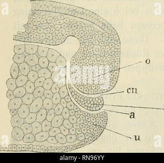 . Anatomischer Anzeiger. Anatomia, comparativo, Anatomia, comparativo. 265 läßt eine Hemmungsmißbildung erwarten, bei welcher der Urdarm endet cieco, ebenso aber auch durch das entstandene Einstülpung Darm- stück. Wie ich später werde zeigen, kann die Atresia ani diese miss- bildung nicht sein und Wir haben noch eine andere Hemmungsmiß- bildung am Ende des Darmrohres zu erwarten. In meiner Abhandlung über "das Schicksal des Blastoporus beiden Amphibien"^) habe ich zuerst gezeigt, dass der dopo dadurch entsteht, dass mit der Entwickelung der Kückenwülste der Blastoporus sich teilt. Die Entwic Foto Stock