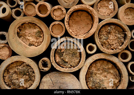 Mason Bee casa o spazio abitativo, fatto di bambù e sporcizia o fango nelle Ande montagne della Colombia, Sud America Foto Stock