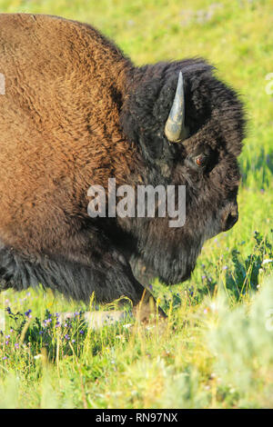 Vista ravvicinata di una camminata di bisonte in erba, il Parco Nazionale di Yellowstone, Wyoming USA Foto Stock