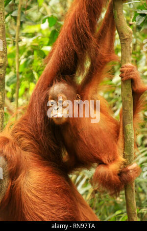 Baby orangutan di Sumatra accanto a sua madre n Gunung Leuser National Park, Sumatra, Indonesia. Orangutan di Sumatra è endemica del nord di Sumatra un Foto Stock