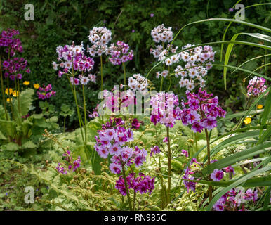 Primula tall candelabri primule Foto Stock